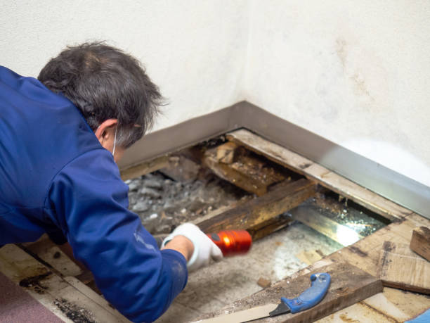 Best Mold Testing  in Clifton Forge, VA