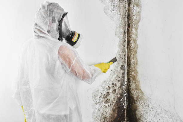 Best Toxic Mold Removal  in Clifton Forge, VA