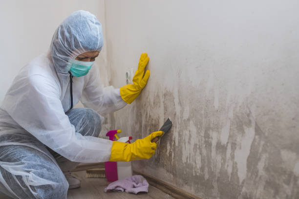 Best Attic Mold Removal  in Clifton Forge, VA