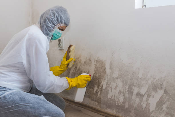 Best Best Mold Removal Companies  in Clifton Forge, VA