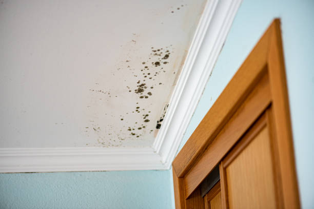 Best Water Damage Restoration  in Clifton Forge, VA