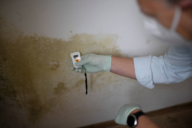 Best Certified Mold Removal  in Clifton Forge, VA