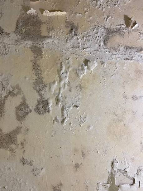 Best Toxic Mold Removal  in Clifton Forge, VA