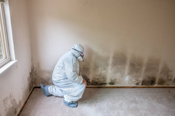 Best Mold Testing  in Clifton Forge, VA