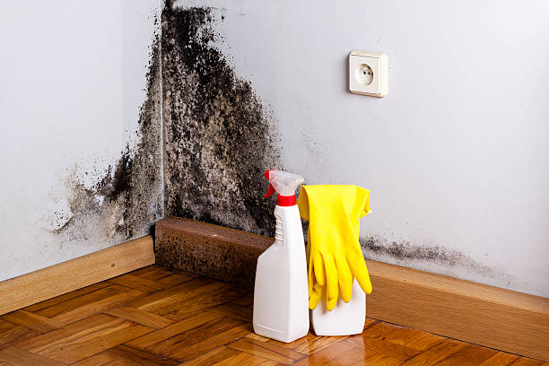 Best Home Mold Removal  in Clifton Forge, VA
