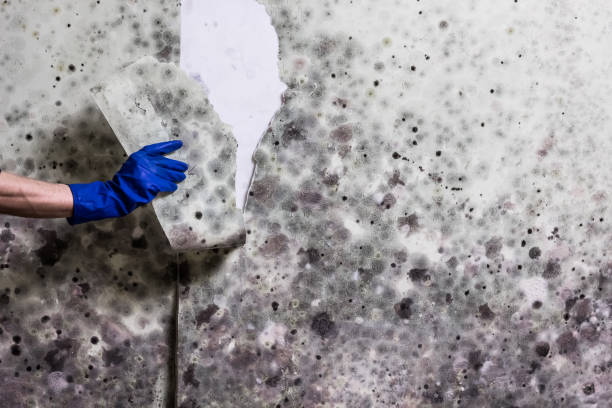 Best Certified Mold Removal  in Clifton Forge, VA
