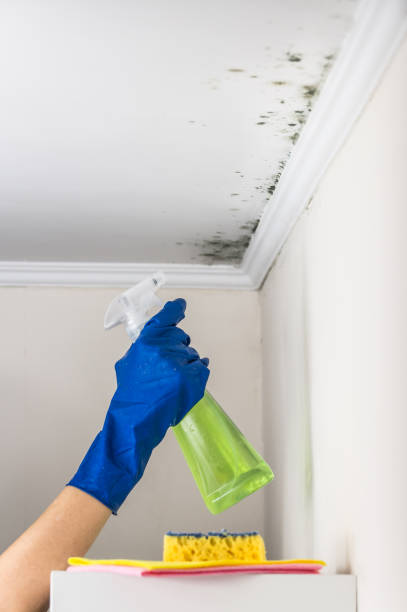 Best Mold Remediation Experts  in Clifton Forge, VA