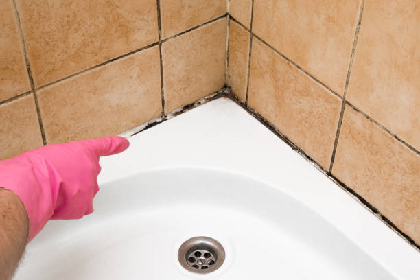 Best Mold Remediation  in Clifton Forge, VA