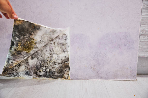 Best Emergency Mold Removal  in Clifton Forge, VA